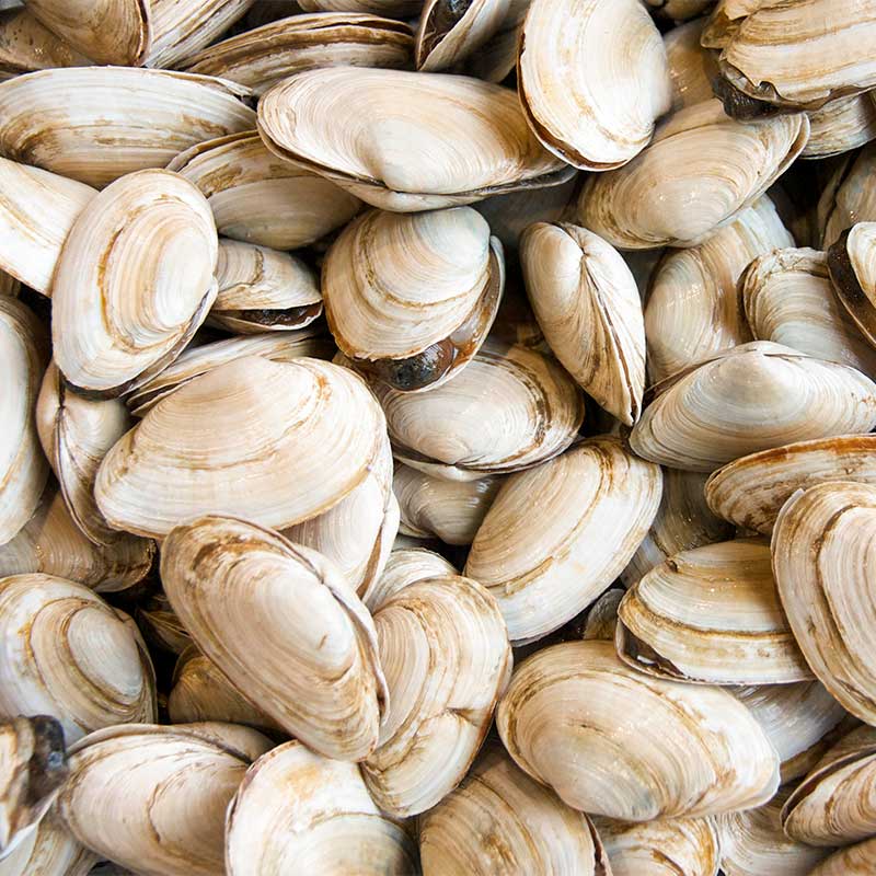 Steamer Clams — Products Pangea Shellfish Company